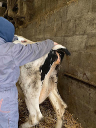 Photo n°9 de GIRAULT Morgane ostéopathe animalier OA307 à Liffré (Ostéopathe)