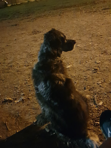 Area Sgambamento Cani San Pancrazio - Thumbnail