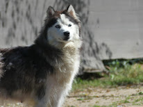 Elevage De la Maison des ptits loups à Breuillet