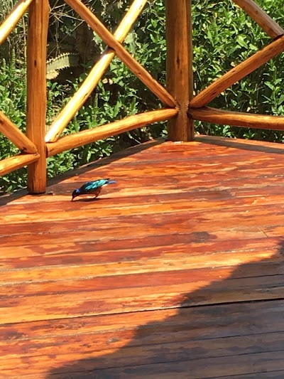 Photos of Ngutuni Safari Lodge