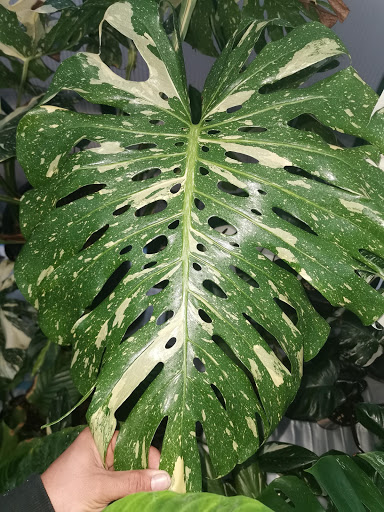 Vivid Jungle - Thumbnail