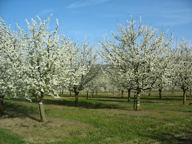 PRUNEAUX DE MENET SARL