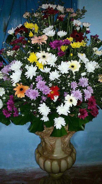 Photos of Jasmine flora
