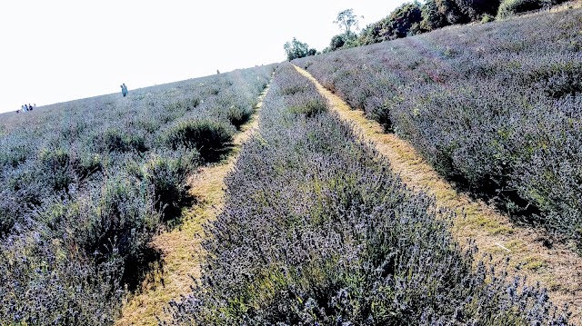 Mayfield Lavender