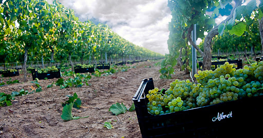 Bodegas Finca Albret - Thumbnail