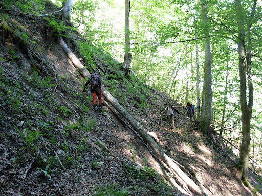 Area Wilderness - Visual