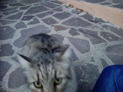 Photos of Ambulatorio Veterinario Dr. Andreotti E Dr. Lucchesi