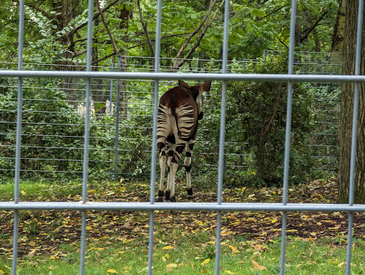 Zebras, Antilopen