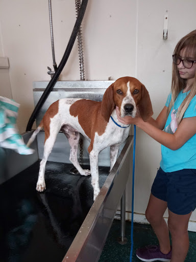 Wiley's Self Service Pet Wash - Thumbnail