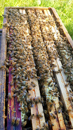 Photo n°16 de Les abeilles de Stany à Villevaudé (Miellerie)