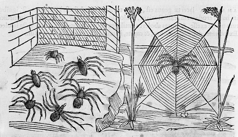 Spiders and More Pest Control work photo 1
