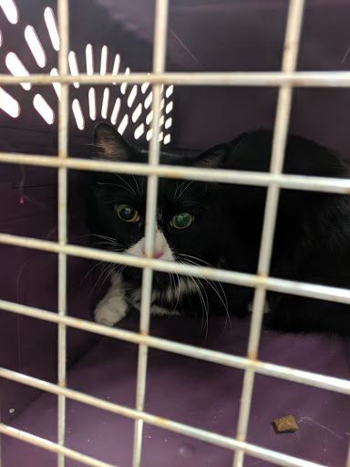 Clear Springs Animal Hospital - Thumbnail