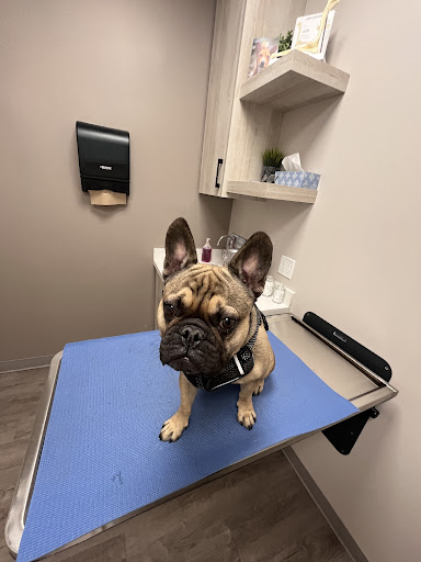 Junction Pet Clinic - Thumbnail