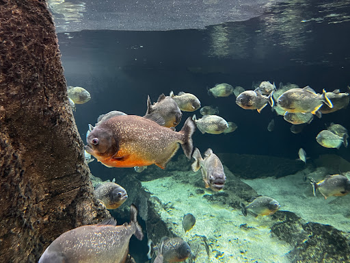 AQUATIS Aquarium-Vivarium Gallery - United States