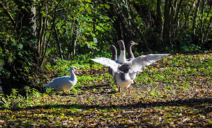 Photo n°11 de Le Soleil d'Or à Nassandres sur Risle (Hôtel)