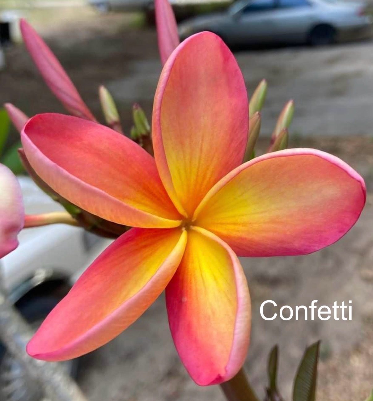 Plumeria Plantation Garden Center