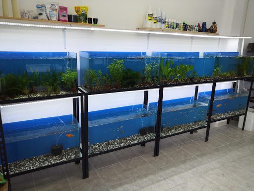 Acuario Mundo pez cancun