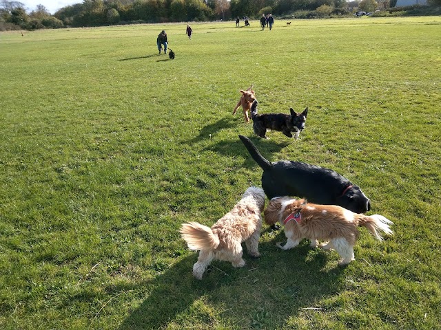 Walthamstow Marshes