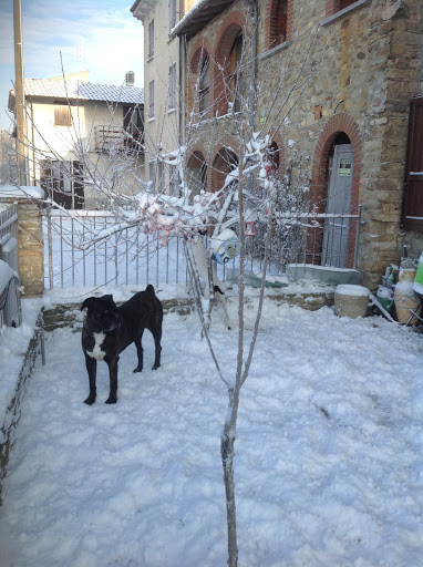 Ambulatorio Veterinario Dr.ssa Bologna Paola - Thumbnail