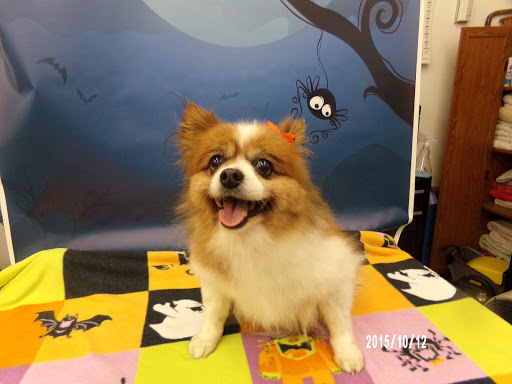 Aprils Plush Puppies Grooming & Boarding - Thumbnail