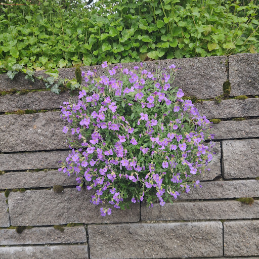Heilbronn's Flowers Gallery - Germany