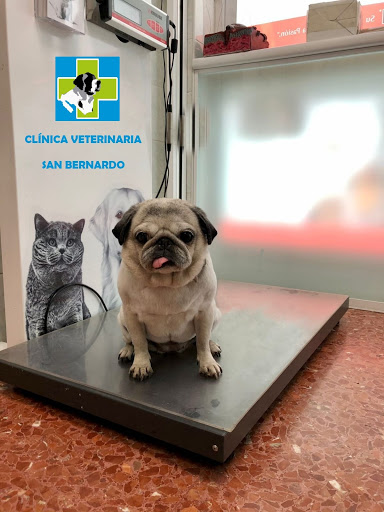 Clínica Veterinaria San Bernardo