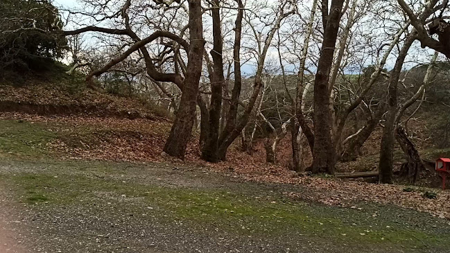 Αλωνάκι Πλατάνια "Μουσικό Φεστιβάλ Ελάτειας" - Χαλκίδα