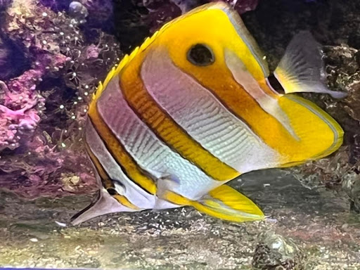 Marine Fish World Limited - Thumbnail