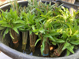 Photo n°3 de GAEC Ferme de Perdicus à Villeperdrix (Ferme bio)