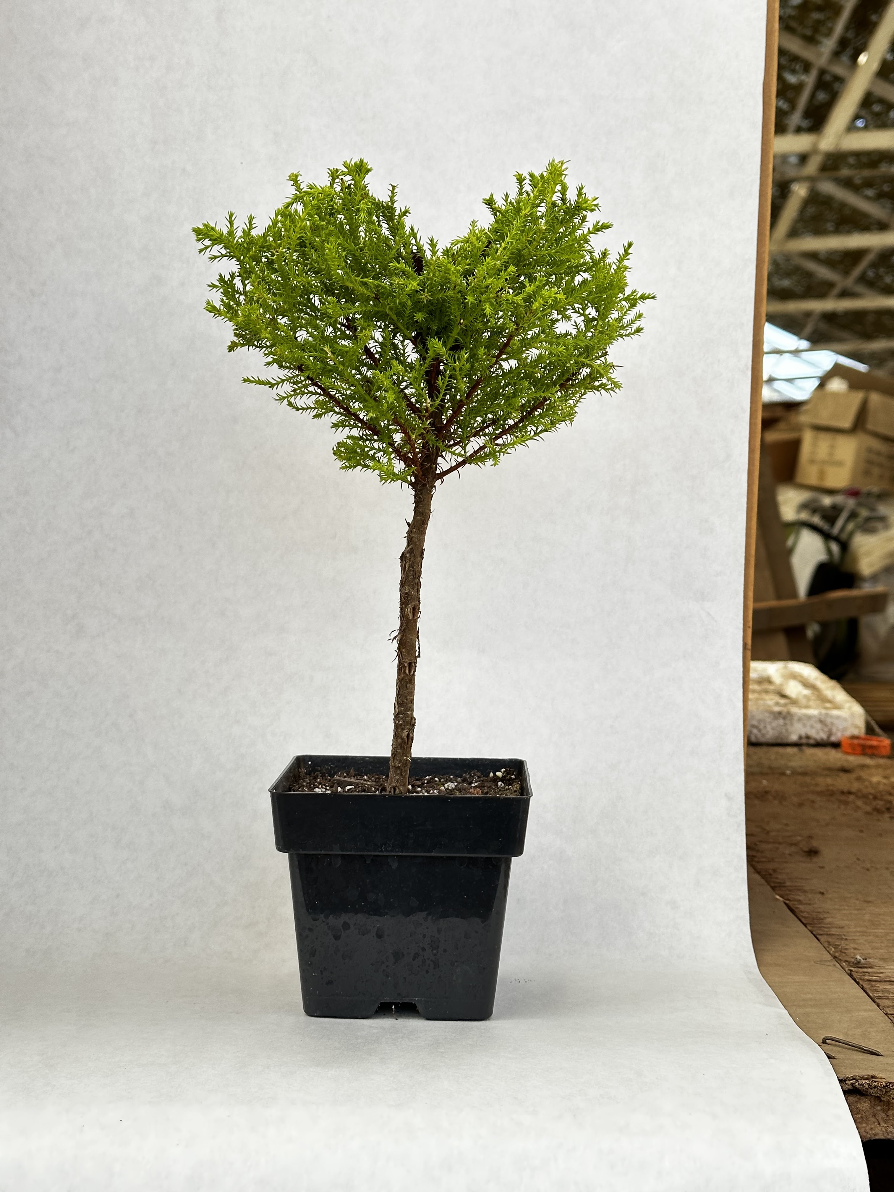 Coastal Paradise Nursery