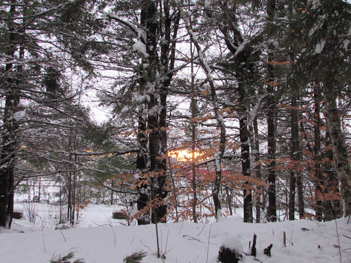 Parc du Boisé-de-la-Marconi - Thumbnail
