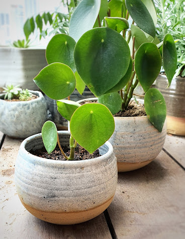 Mud Rock Ceramics by null