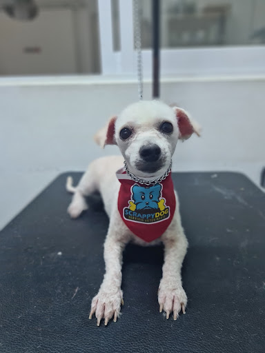Servicio Veterinario Scrappy Dog