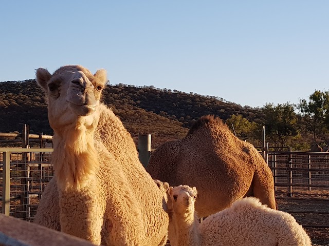 Camel Farm