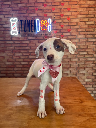 TUNEADOG - Visual