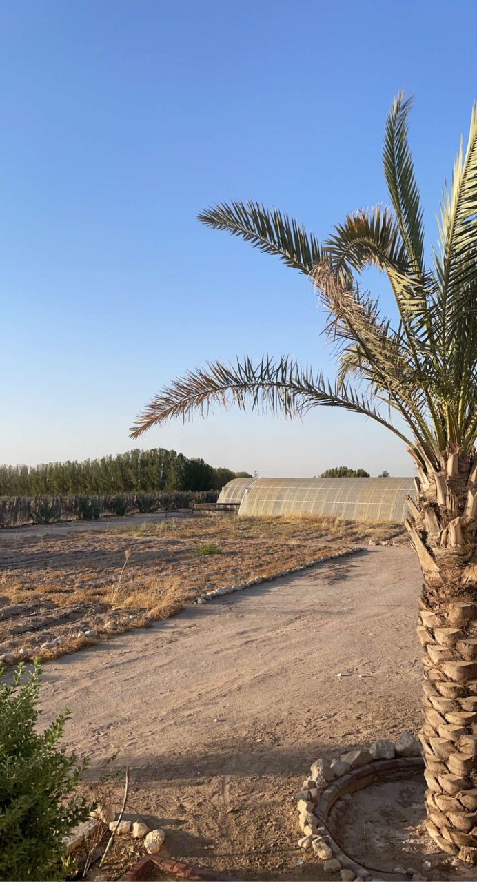 مزرعة عبدالله الخالدي - صورة 2