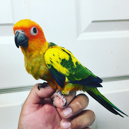 Rene's Exotic Parrots Gallery - United States