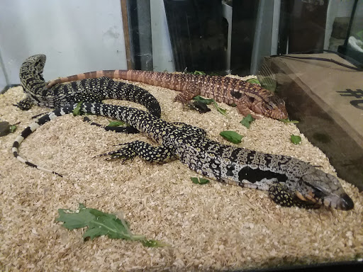 Reptile City - Thumbnail