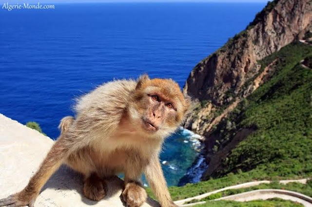 Pic des singes
