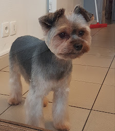 Photo n°9 de My Dog à Troarn (Toiletteur)