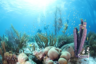 Photos of Ocean Encounters Cura&ccedil;ao