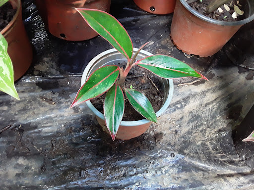 Jardinería González