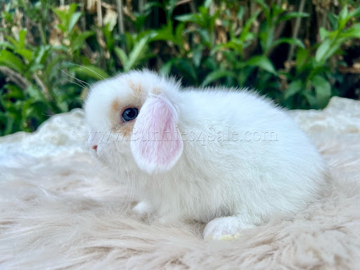 Bae's Magic Top Hat Rabbitry - Thumbnail