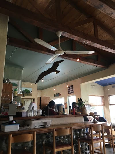 Photos of Dolphins a Coffee Shoppe