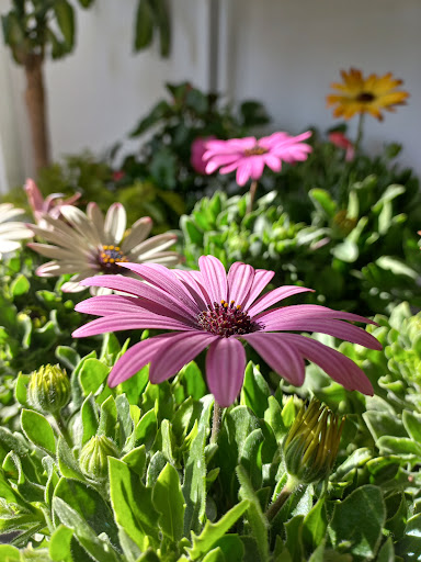 El Picaflor mini vivero - Foto 1