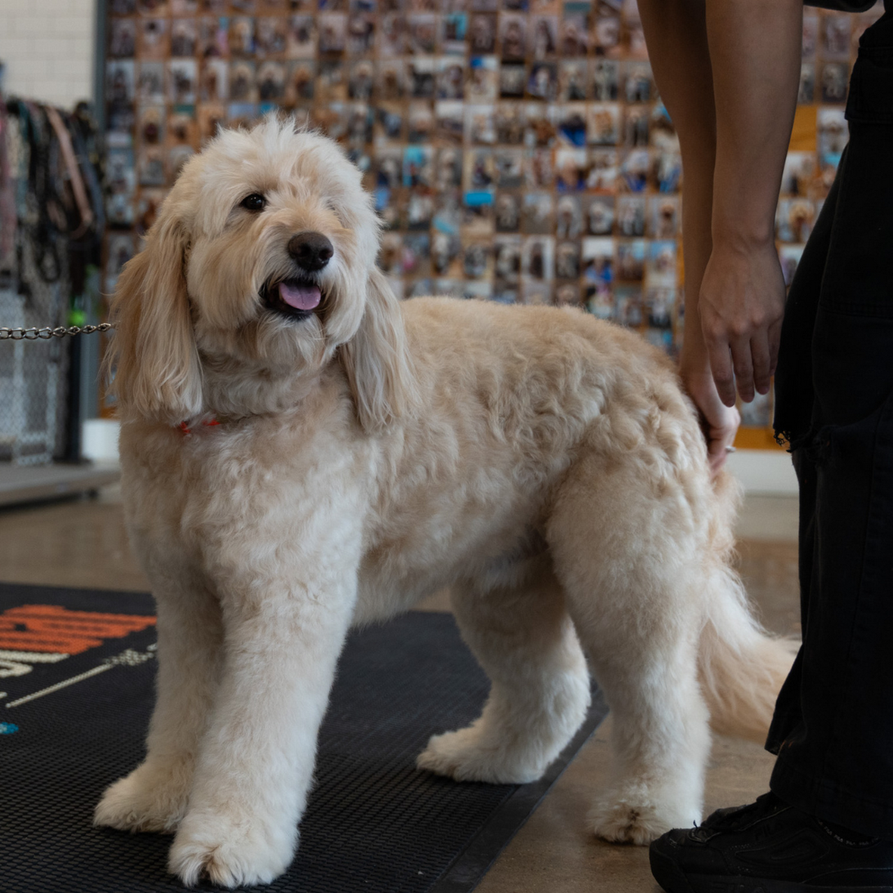 petbar Alamo Heights Providing pet grooming services for Alamo