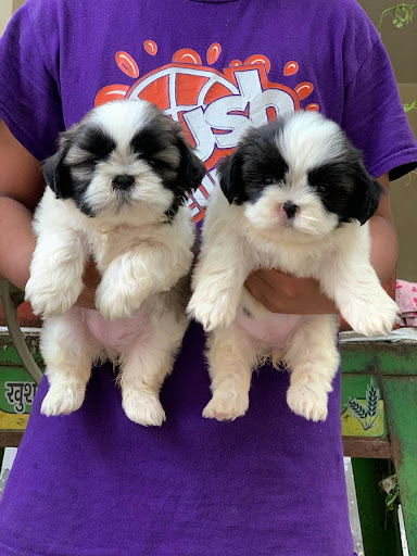 Ultimate quality Shihtzu puppies available in Lucknow for more details please call or whatsapp me... post image