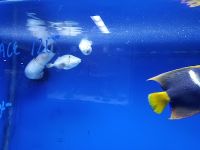 Aquarium Shoppe