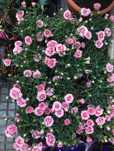 Photos of Oasi Flowers (Ά&nu;&theta;&eta; &Phi;&upsilon;&tau;ά Ό&alpha;&sigma;&eta; )