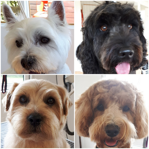 Scallywaggs Dog Grooming of Lostwithiel - Thumbnail